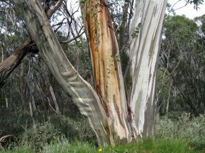Snow gum (Eucalyptus pauciflora)